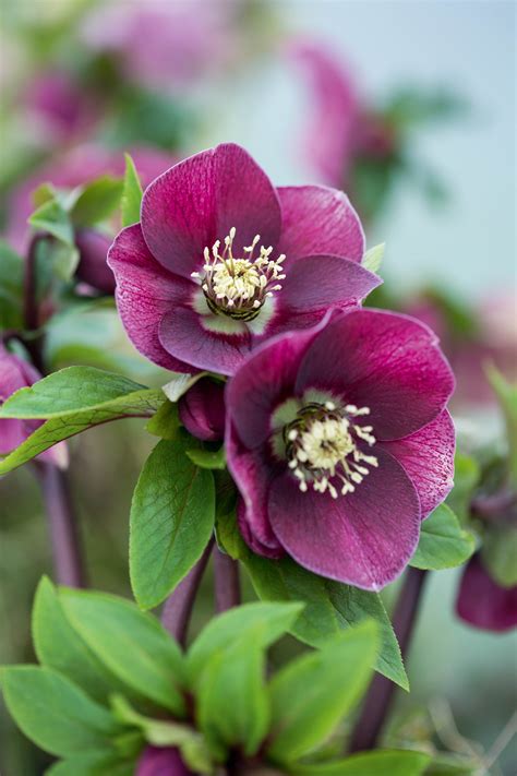 HazelHellebore